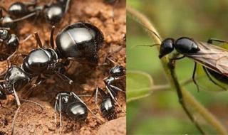 蚂蚁巢穴的样子怎样描写 蚂蚁的样子描写